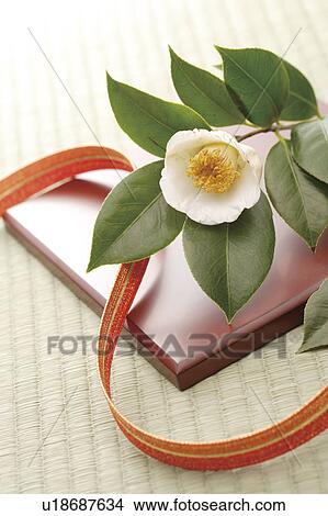 White camellia and a ribbon View Large Photo Image Picture - White camellia and a ribbon. Fotosearch