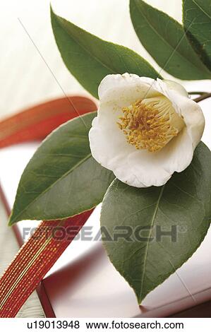 Stock Photo - White camellia and a ribbon. Fotosearch