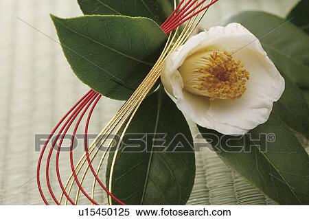 White camellia and mizuhiki cord View Large Photo Image Stock Photography - White camellia and mizuhiki cord. Fotosearch