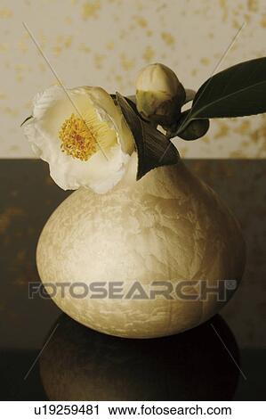 White camellia in a vase View Large Photo Image Stock Image - White camellia in a vase. Fotosearch