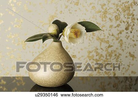 Stock Photograph - White camellia in a vase. Fotosearch