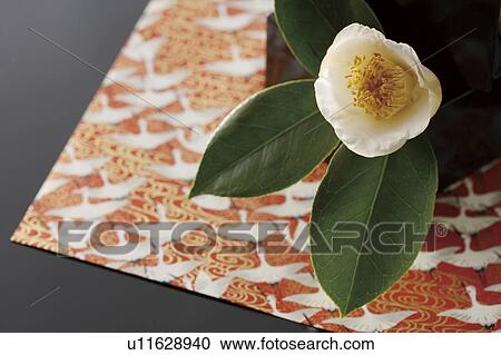 Stock Image - White camellia on patterned paper. Fotosearch
