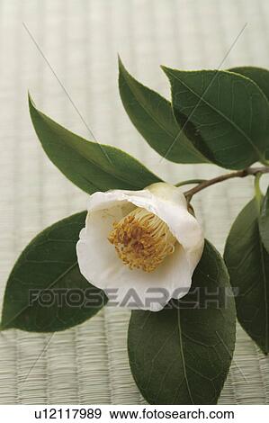White camellia View Large Photo Image Stock Photo - White camellia. Fotosearch