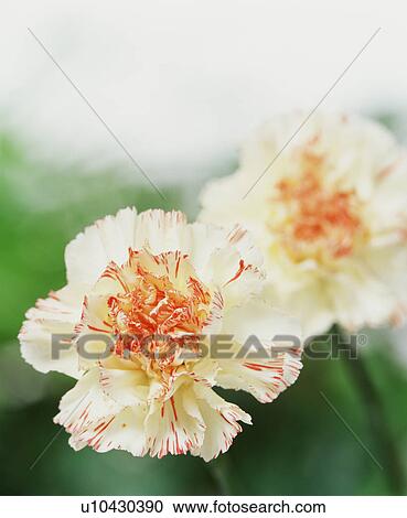 White carnations with red edges View Large Photo Image Stock Image - White carnations with red edges. Fotosearch