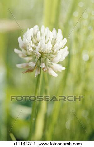 White clover, Tochigi Prefecture, Japan View Large Photo Image Stock Image - White clover, Tochigi Prefecture, Japan. Fotosearch