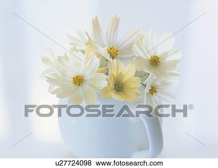 Stock Photo - White cosmos flowers in a milk jug. Fotosearch