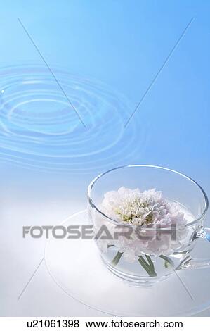Stock Photo - White flower inside a glass. Fotosearch