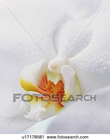 Stock Image - White Flower. Fotosearch