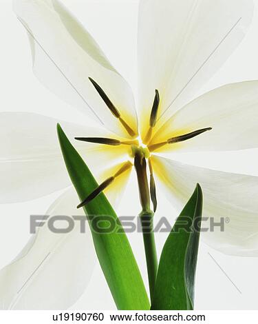 Stock Image - White flower. Fotosearch