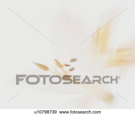 White Flower View Large Photo Image Stock Photo - White Flower. Fotosearch