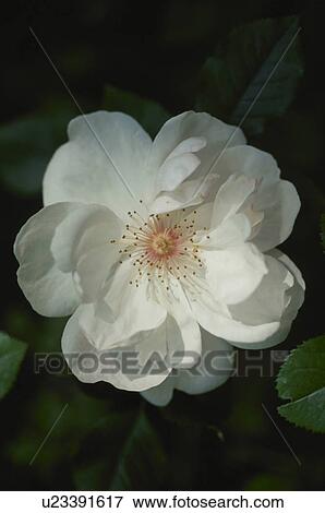 Stock Photo - White flower. Fotosearch