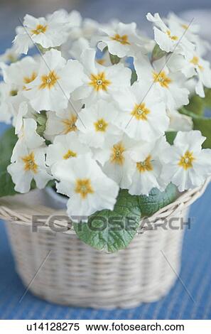 White flowers growing in basket View Large Photo Image Stock Photography - White flowers growing in basket. Fotosearch