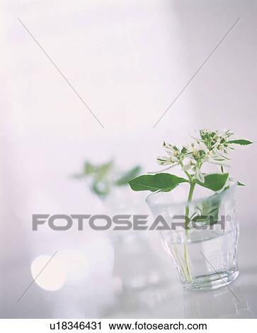 Stock Image - White flowers in a glass of water. Fotosearch