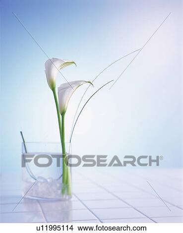 White flowers in a vase on white tiles View Large Photo Image Picture - White flowers in a vase on white tiles. Fotosearch