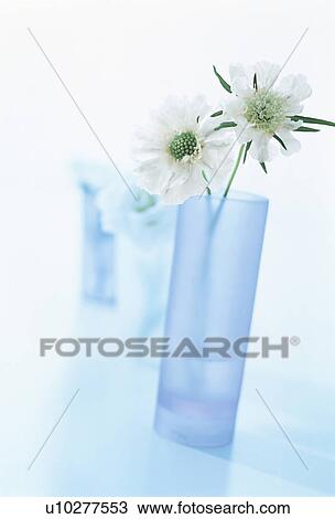 White flowers in blue cups View Large Photo Image Stock Image - White flowers in blue cups. Fotosearch