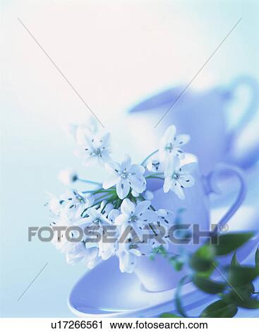 White flowers in coffee mugs View Large Photo Image Stock Image - White flowers in coffee mugs. Fotosearch