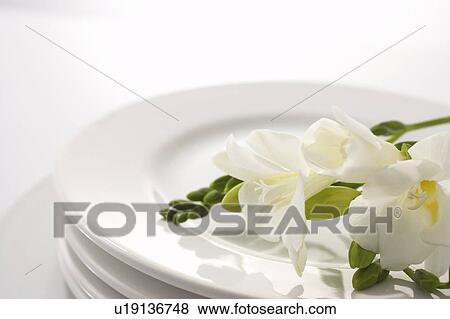 White flowers on a plate View Large Photo Image Stock Photo - White flowers on a plate. Fotosearch