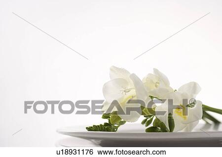 White flowers on a plate View Large Photo Image Stock Photograph - White flowers on a plate. Fotosearch