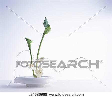 Stock Photography - White flowers on a plate with a spiral leaf. Fotosearch