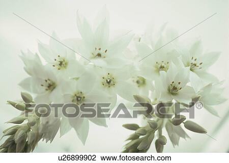 Stock Image - White flowers. Fotosearch
