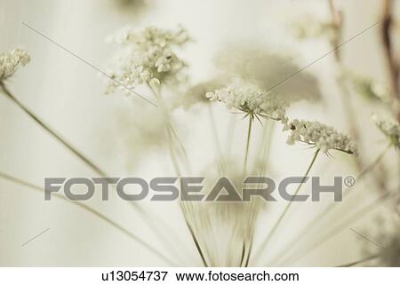 White flowers View Large Photo Image Stock Photo - White flowers. Fotosearch