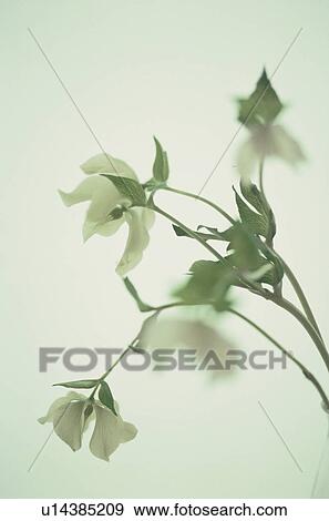 Stock Photo - White flowers. Fotosearch