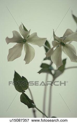 Stock Photo - White flowers. Fotosearch