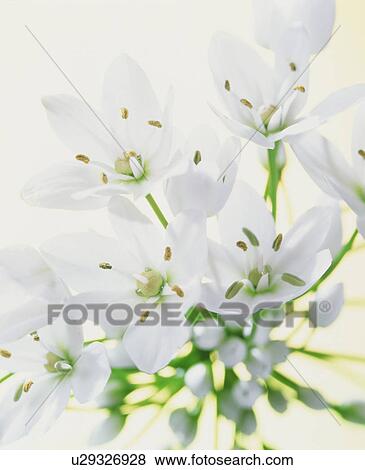 White Flowers View Large Photo Image Stock Photo - White Flowers. Fotosearch