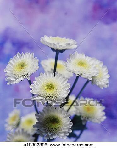 White Flowers View Large Photo Image Stock Photograph - White Flowers. Fotosearch
