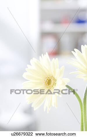 Stock Image - White gerberas. Fotosearch