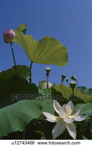 White lotus flower. Yamanashi Prefecture, Japan View Large Photo Image Stock Photograph - White lotus flower. Yamanashi Prefecture, Japan. Fotosearch