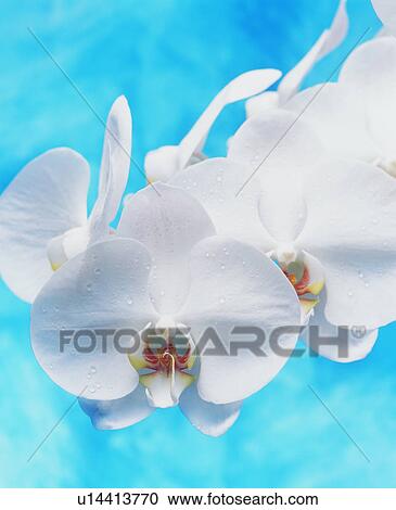 White moth orchids View Large Photo Image Stock Image - White moth orchids. Fotosearch