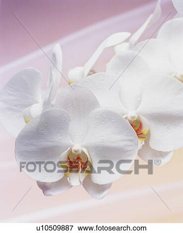 White moth orchids View Large Photo Image Stock Photo - White moth orchids. Fotosearch