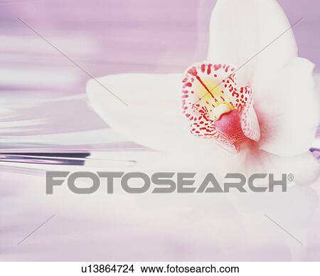 Picture - White orchid with red spots. Fotosearch