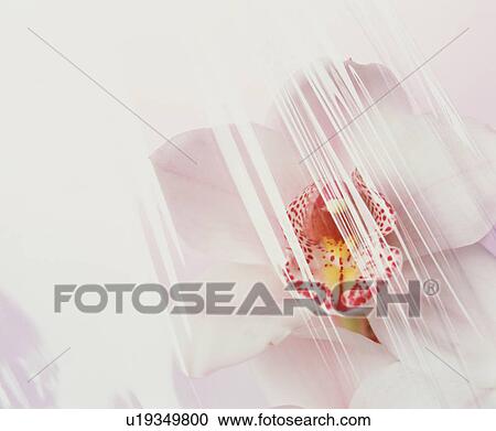 Stock Image - White orchid with red spots. Fotosearch