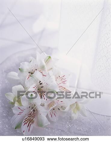 Stock Image - White orchids by a window. Fotosearch
