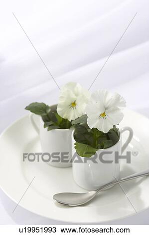 Stock Image - White pansies in coffee mugs. Fotosearch
