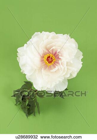White peony View Large Photo Image Stock Image - White peony. Fotosearch