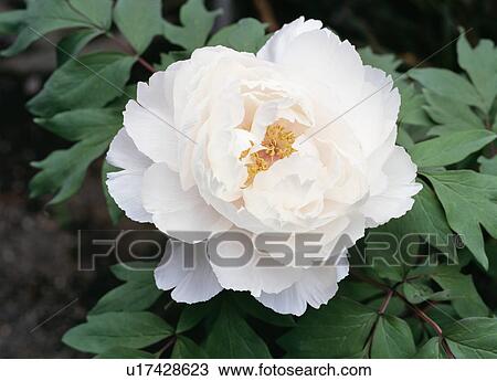 White peony, Tochigi Prefecture, Japan View Large Photo Image Stock Image - White peony, Tochigi Prefecture, Japan. Fotosearch