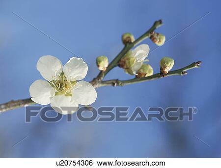 White plum blossom View Large Photo Image Stock Photograph - White plum blossom. Fotosearch