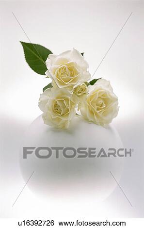 White roses in a round vase View Large Photo Image Stock Photograph - White roses in a round vase. Fotosearch