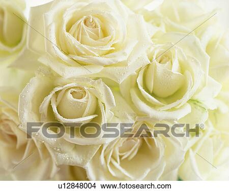 Picture - White roses. Fotosearch