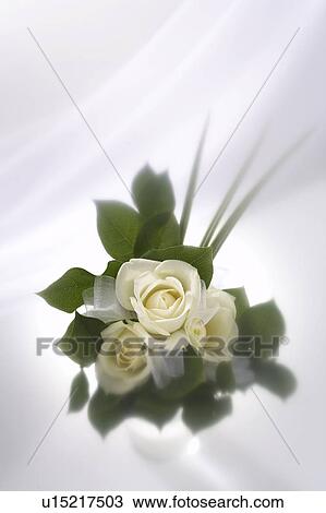 White roses View Large Photo Image Stock Image - White roses. Fotosearch