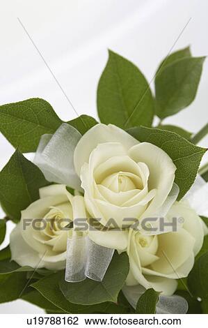 White roses View Large Photo Image Stock Image - White roses. Fotosearch