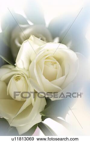 Stock Photo - White roses. Fotosearch