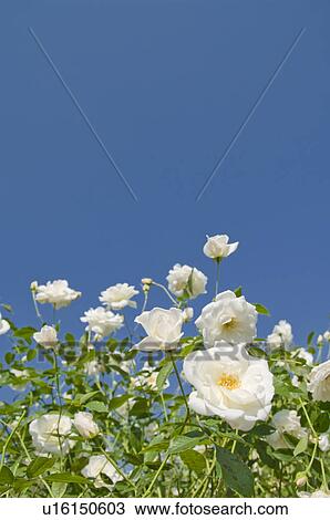 Stock Image - White roses under a blue sky. Fotosearch
