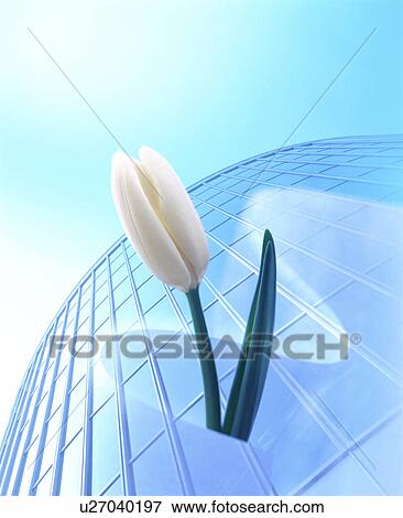Stock Photo - White tulip and a modern building. Fotosearch