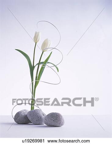 White tulips, a spiral leaf and rocks View Large Photo Image Stock Image - White tulips, a spiral leaf and rocks. Fotosearch