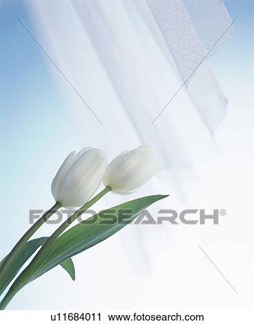 Stock Image - White tulips and a curtain. Fotosearch