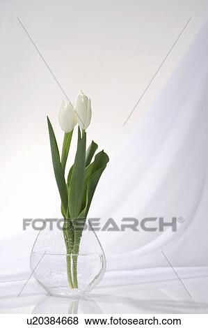 Stock Photo - White tulips in a vase. Fotosearch